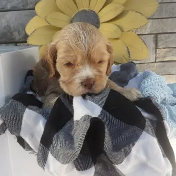 Benji | image 2