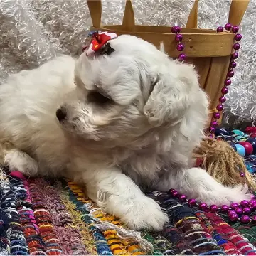 Koda | image 2