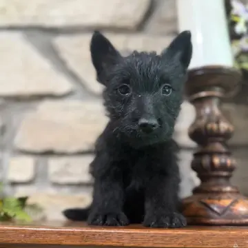 Clyde