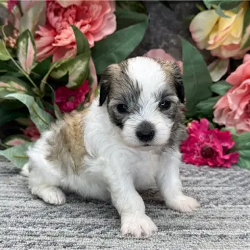 Owen | image 2