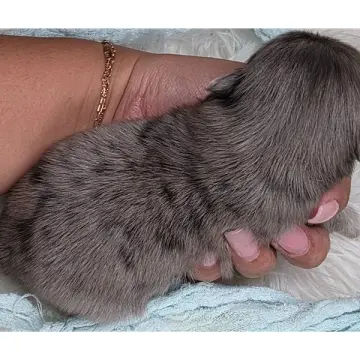 Dobie | image 2