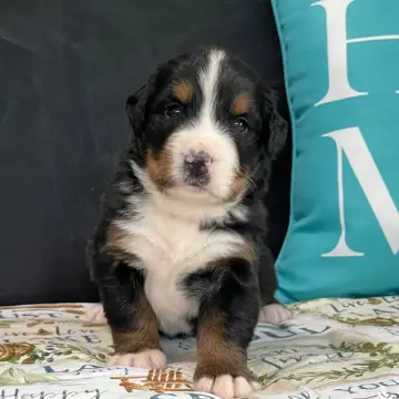 Bentley