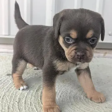 Gingersnap | image 2