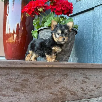 Lillian