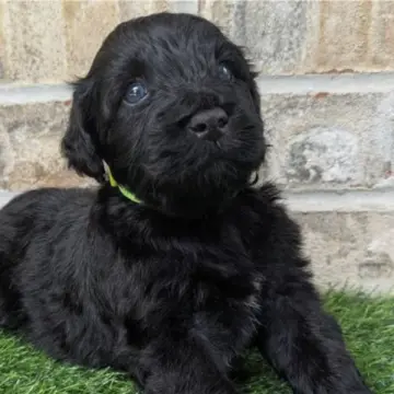 Nigel | image 4