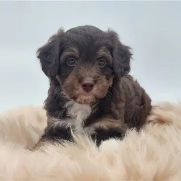 Gloria