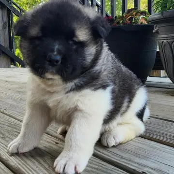 Stella | image 4
