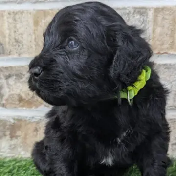 Nigel | image 5