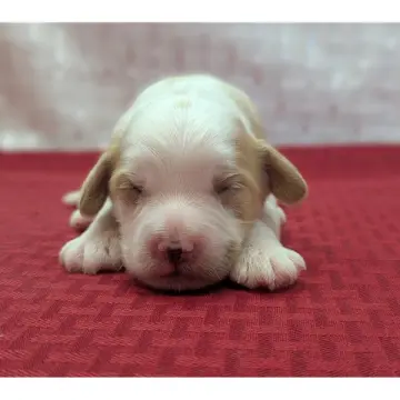 Lucky | image 6