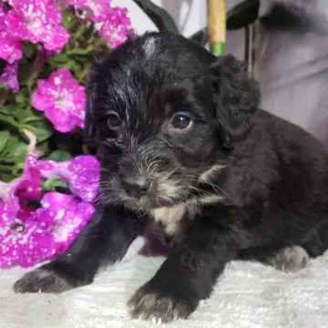 Layla | image 3