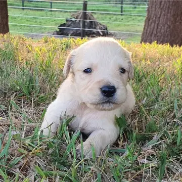 Lennox