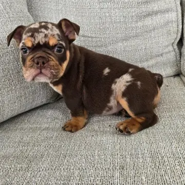 Niles | image 2