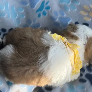 Gus