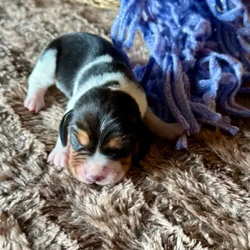 Freddie | image 5