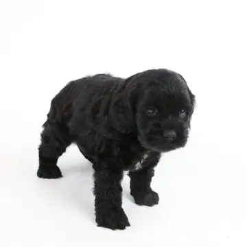 Holly | image 4