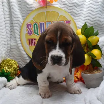 Daisy | image 3