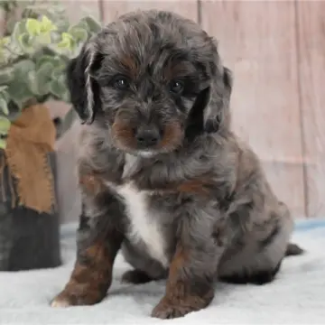 Monty | image 8