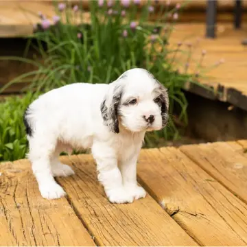 Gunner | image 2