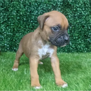Caesar | image 2