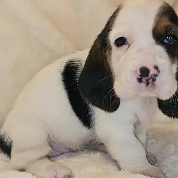Henry