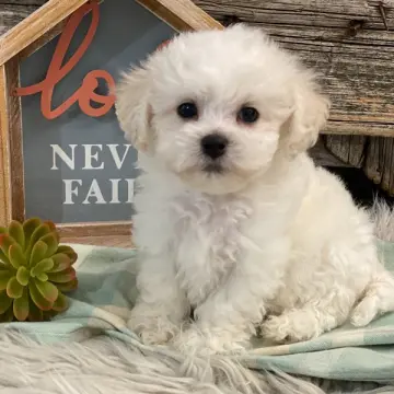 Leroy | image 3