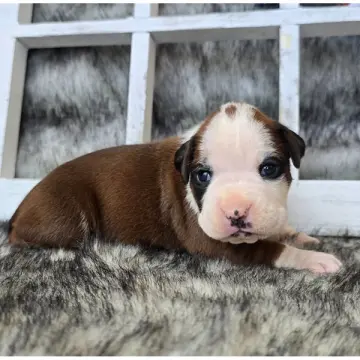 Jada | image 3