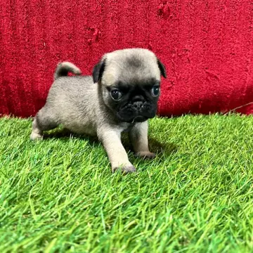 Benjamin | image 3