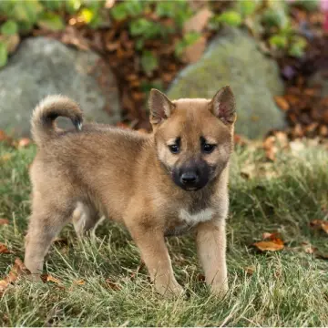 Bonnie | image 3