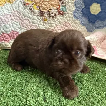 Kisses | image 2
