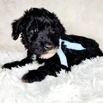 Finn | image 5