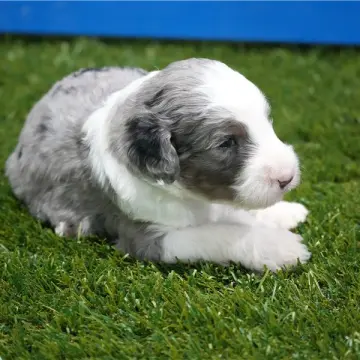 Sammy | image 3