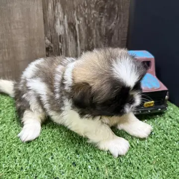 Bert | image 3