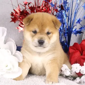 Maple