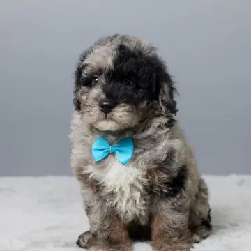 Trevor