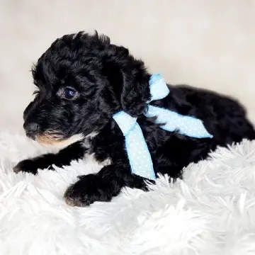 Finn | image 4