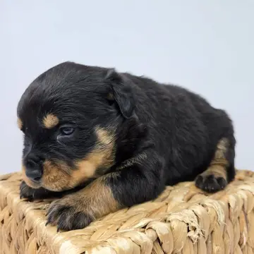 Ruby