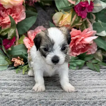 Owen