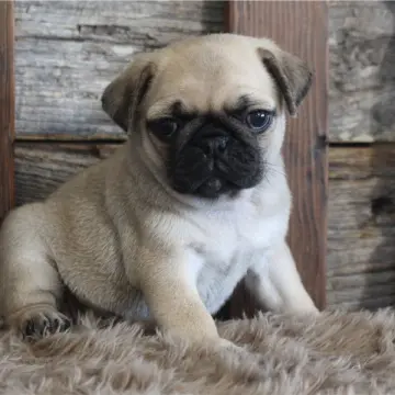 Callie | image 9