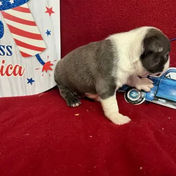 Finn | image 2