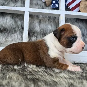 Jada | image 2