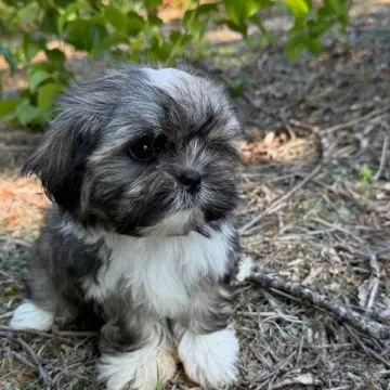 Callie | image 3