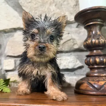 Dorothy | image 3