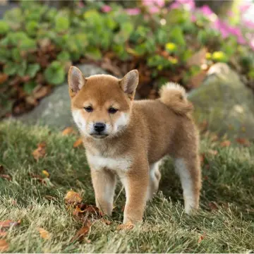 Chloe