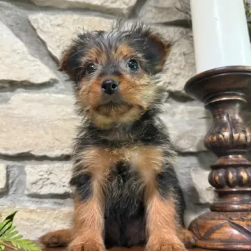 George | image 2