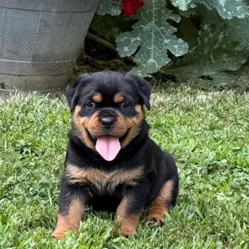 Kali