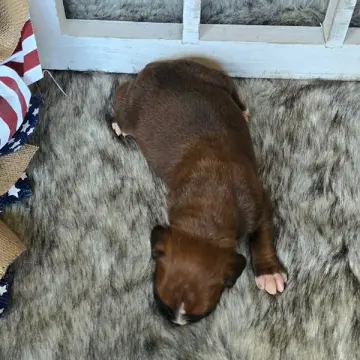 Jace | image 8