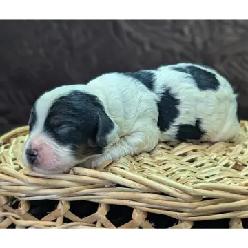 Derek | image 2
