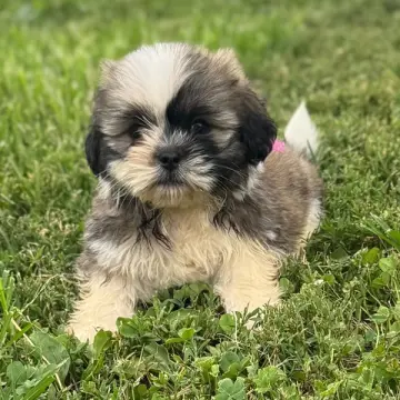Greta | image 2