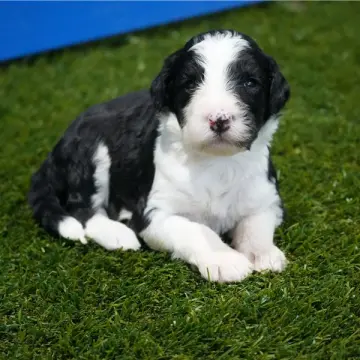 Piper