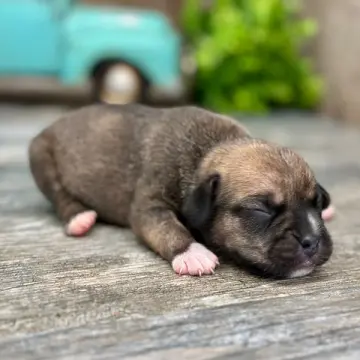 Bo